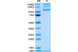 Biotinylated Human ITGAV&ITGB5 on Tris-Bis PAGE under reduced condition.