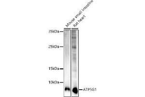 Western blot analysis of extracts of various cell lines, using G1 antibody (ABIN7265718) at 1:1000 dilution.