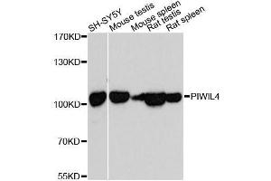 Western blot analysis of extracts of various cell lines, using PIWIL4 antibody. (PIWIL4 anticorps  (AA 260-460))