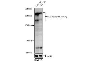 Western blot analysis of extracts from normal (control) and LDL Receptor (LDLR) knockout (KO) HeLa cells, using LDL Receptor (LDLR) antibody (ABIN7268296) at 1:1000 dilution.
