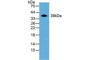 Figure. (TALDO1 anticorps  (AA 35-285))