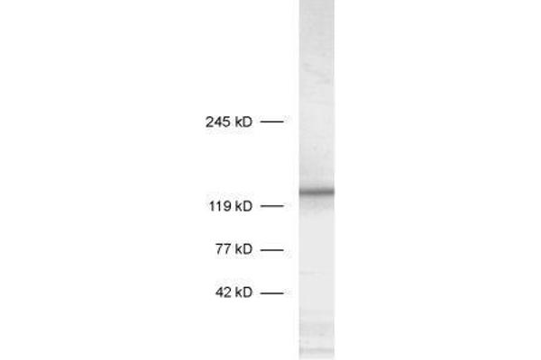 STXBP5 Antikörper  (AA 1031-1103)