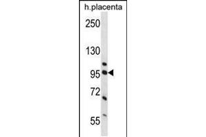 Western blot analysis in human placenta tissue lysates (35ug/lane). (Nucleolin anticorps  (AA 276-304))