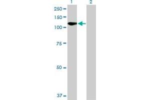 Western Blot analysis of FLT1 expression in transfected 293T cell line by FLT1 MaxPab polyclonal antibody. (FLT1 anticorps  (AA 1-687))