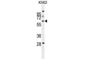 WDR49 Antibody (C-term) western blot analysis in K562 cell line lysates (35 µg/lane). (WDR49 anticorps  (C-Term))