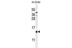 CCDC126 Antibody (C-term) western blot analysis in mouse liver tissue lysates (35µg/lane). (CCDC126 anticorps  (C-Term))
