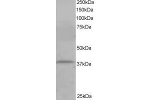 ABIN184711 staining (1µg/ml) of Jurkat lysate (RIPA buffer, 35µg total protein per lane).