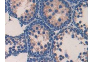 Detection of PON2 in Mouse Testis Tissue using Polyclonal Antibody to Paraoxonase 2 (PON2)