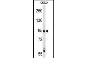 Western blot analysis in K562 cell line lysates (35ug/lane).