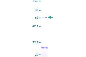 Image no. 1 for CD1a (CD1a) (AA 1-311) protein (GST tag) (ABIN1348552)
