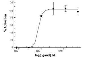 Galanin (GAL) peptide