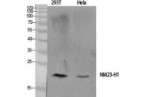 Western Blot (WB) analysis of specific cells using NM23-H1 Polyclonal Antibody. (NME1 anticorps  (Internal Region))