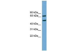 WB Suggested Anti-Egr1 Antibody Titration: 0. (EGR1 anticorps  (C-Term))