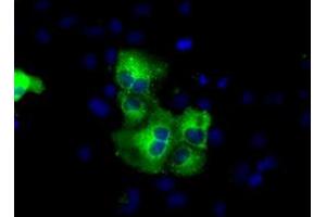 Anti-C17orf28 mouse monoclonal antibody (ABIN2452860) immunofluorescent staining of COS7 cells transiently transfected by pCMV6-ENTRY C17orf28 (RC206740). (HID1/DMC1 anticorps)