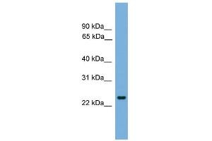 WB Suggested Anti-FEV Antibody Titration: 0. (FEV anticorps  (N-Term))