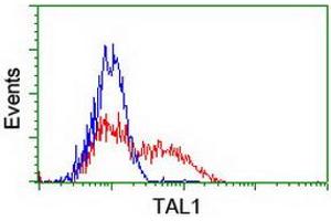 HEK293T cells transfected with either RC222628 overexpress plasmid (Red) or empty vector control plasmid (Blue) were immunostained by anti-TAL1 antibody (ABIN2455286), and then analyzed by flow cytometry. (TAL1 anticorps)