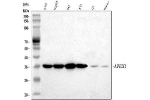 anti-Apurinic/Apyrimidinic Endonuclease 1 (APEX1) (AA 2-318) antibody