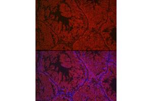 Immunofluorescence analysis of mouse testis cells using LHCGR Rabbit pAb (ABIN6128180, ABIN6143185, ABIN6143186 and ABIN6221866) at dilution of 1:500 (40x lens).