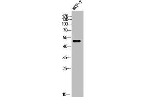 Western Blot analysis of MCF-7 cells using KCNG3 Polyclonal Antibody