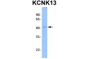 Host:  Rabbit  Target Name:  KCNK13  Sample Type:  721_B  Antibody Dilution:  1. (KCNK13 anticorps  (C-Term))