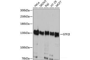 Western blot analysis of extracts of various cell lines using GTF2I Polyclonal Antibody at dilution of 1:1000. (GTF2I anticorps)