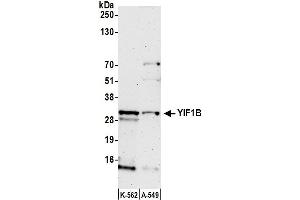 anti-Yip1 Interacting Factor Homolog B (YIF1B) (AA 1-50) antibody