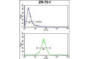 ATP5C1 Antibody (N-term) (ABIN653186 and ABIN2842739) FC analysis of ZR-75-1 cells (bottom histogram) compared to a negative control cell (top histogram).