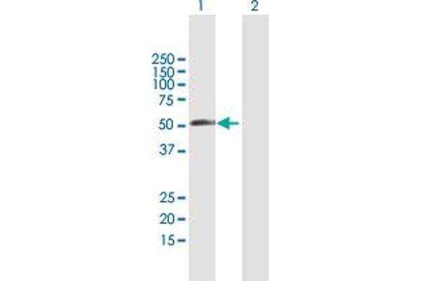 RBM23 anticorps  (AA 1-424)