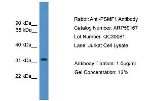 WB Suggested Anti-PSMF1  Antibody Titration: 0.