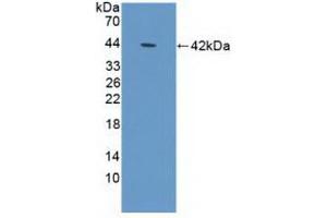 Western blot analysis of recombinant Human DEFa1B. (DEFA1B anticorps  (AA 20-94))