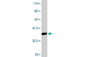 Western Blot detection against Immunogen (36.