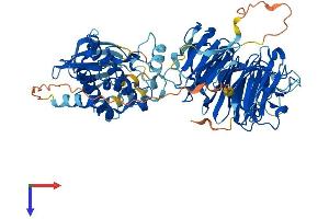 AlphaFold protein structure predicition of Human Recombinant NEK8 Protein, UniprotID Q86SG6