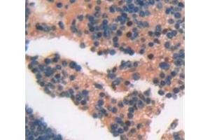 IHC-P analysis of Mouse Tissue, with DAB staining. (CD5L anticorps  (AA 22-352))