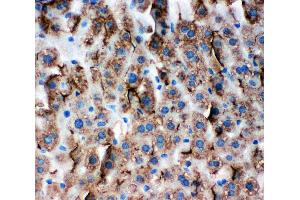 Anti-Zonula occludens protein 3 antibody, IHC(P) IHC(P): Mouse Liver Tissue (TJP3 anticorps  (C-Term))
