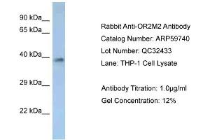 Western Blotting (WB) image for anti-Olfactory Receptor, Family 2, Subfamily M, Member 2 (OR2M2) (C-Term) antibody (ABIN2788188) (OR2M2 anticorps  (C-Term))