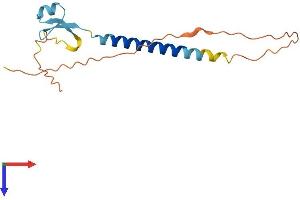 AlphaFold protein structure predicition of Human Recombinant TEX29 Protein, UniprotID Q8N6K0