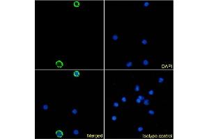 Immunofluorescence staining of human peripheral blood monocytes using anti-DCIR antibody 9E8. (Recombinant CLEC4A anticorps)