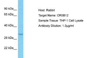Host: Rabbit Target Name: OR5B12 Sample Type: THP-1 Whole Cell lysates Antibody Dilution: 1. (OR5B12 anticorps  (C-Term))