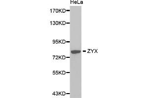 Western blot analysis of extracts of HeLa cells, using ZYX antibody (ABIN5971162). (ZYX anticorps)