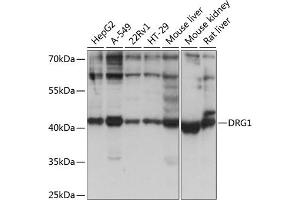 Western blot analysis of extracts of various cell lines, using DRG1 antibody (ABIN1679602, ABIN5664560, ABIN5664562 and ABIN6220451) at 1:1000 dilution. (DRG1 anticorps  (AA 158-367))