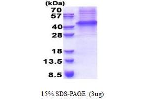 SDS-PAGE (SDS) image for GDNF Family Receptor alpha 3 (GFRA3) (AA 32-374) protein (His tag) (ABIN5853333)