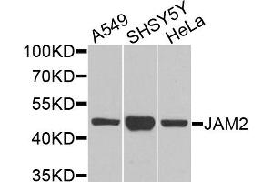 Western blot analysis of extracts of various cell lines, using JAM2 antibody. (JAM2 anticorps)