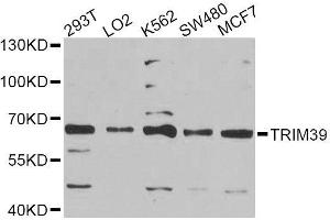 Western blot analysis of extracts of various cell lines, using TRIM39 Antibody (ABIN6003686) at 1/1000 dilution. (TRIM39 anticorps)