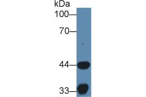 Western Blot; Sample: Porcine Skeletal muscle lysate; Primary Ab: 1µg/ml Rabbit Anti-Human HADH Antibody Second Ab: 0. (HADH anticorps  (AA 1-236))