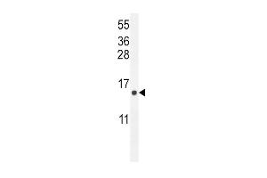 ATP6V0B Antibody (Center) (ABIN654391 and ABIN2844135) western blot analysis in  cell line lysates (35 μg/lane). (ATP6V0B anticorps  (AA 104-131))