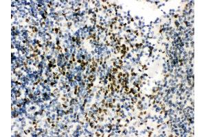 Anti- RUNX3 Picoband antibody, IHC(P) IHC(P): Mouse Spleen Tissue