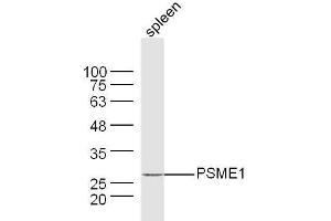 Mouse spleen lysates probed with PSME1 Polyclonal Antibody, Unconjugated  at 1:300 dilution and 4˚C overnight incubation.