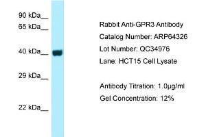 Western Blotting (WB) image for anti-G Protein-Coupled Receptor 3 (GPR3) (C-Term) antibody (ABIN2789805)