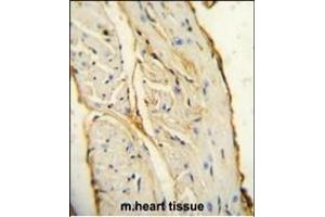 anti-Ionized Calcium-binding Adapter Molecule 1 (IBA1) (AA 6-36), (N-Term) antibody