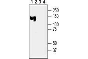 Western blot analysis of mouse liver lysate (lanes 1 and 3) and rat liver membranes (lanes 2 and 4): - 1,2. (Anoctamin 6 anticorps  (Extracellular))